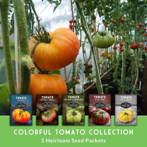5 Pack Hillbilly, Colorful Heirloom Tomato Seeds Variety with Rare Non-GMO Tomatoes for Planting | Black Krim, Cherokee