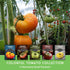 5 Pack Hillbilly, Colorful Heirloom Tomato Seeds Variety with Rare Non-GMO Tomatoes for Planting | Black Krim, Cherokee