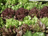 Liliana's Garden 8+ 45 Gourmet Lettuce Mix Seeds Varieties Fast-Growing, Decorative and Delicious Lettuce Harvest
