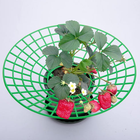 codree 10 Pack 3 Strawberry Plant Supports, Strawberry Plant Stand with Sturdy Legs, Strawberry Growing Racks