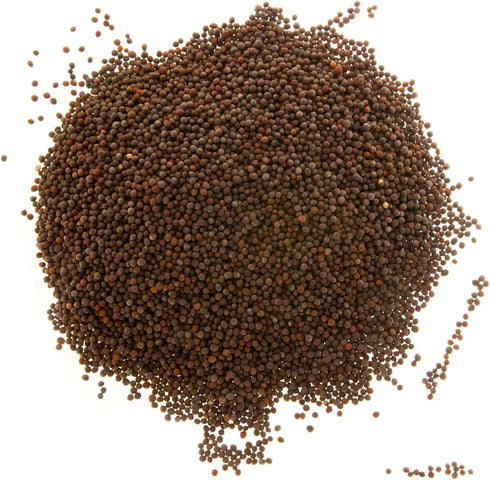 Rainbow Heirloom Seed Co. 1 LB Broccoli Seeds for Sprouting & Microgreens | Calabrese Variety | Non GMO & Heirloom