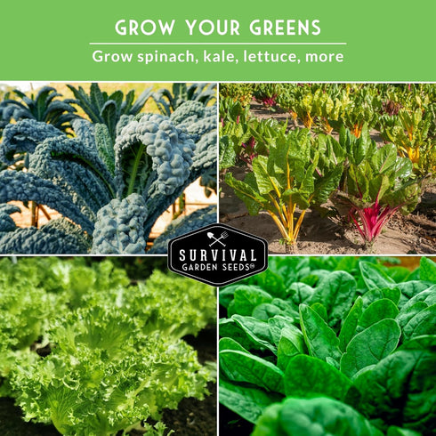 Pack 5 Leafy Greens Seeds Variety Heirlooms: Viroflay Spinach, Arugula, Lacinato Kale, Salad Bowl Lettuce & Rainbow
