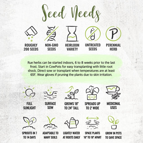 (2 Packs) Seed Needs Rue Seeds for Planting - Non-GMO Heirloom & Untreated Perennial Herb Seed to Plant a Home Grown