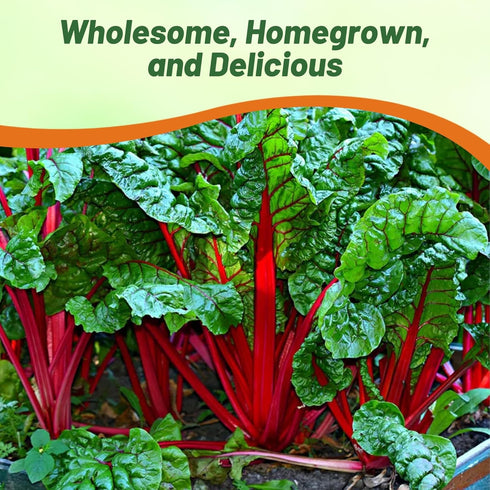 2000 Outsidepride Red Swiss Chard Seeds for Planting Vegetables & Microgreens - Pcs Vibrant, Tasty & Highly Nutritious