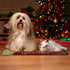 Christmas Kitchen Rugs Red Poinsettia Flower Non Slip Soft Mats, Anti Fatigue Bath Rug Runner Doormats for Home Decor