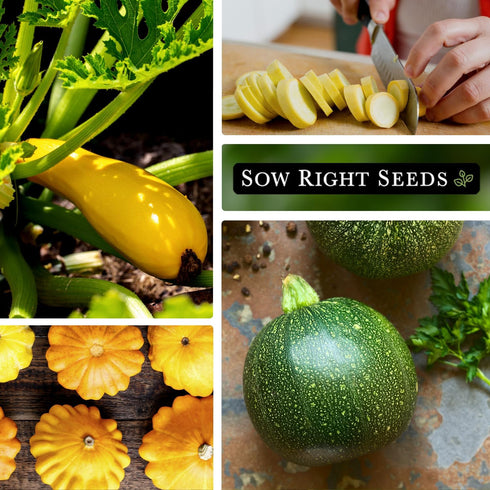 Summer Packets Sow Right Seeds - Squash Seed Collection for Planting - Individual Straightneck, Yellow Scallop