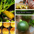 Summer Packets Sow Right Seeds - Squash Seed Collection for Planting - Individual Straightneck, Yellow Scallop