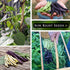 2 170 Pack (1) Sow Right Seeds - Bulk Mixed Tricolor Bean Seeds for Planting - Ounce, Seeds - Non-GMO Heirloom Jumbo