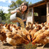 16 oz 11 BGraceyy Chicken Nesting Herbs Natural Dried Herb Blend with Marigold for Chicken Coop & Roost Refresh
