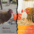 (Pack 20) ZenxyHoC Horizontal Chicken Waterer Nipples, Automatic Poultry Watering System with Drill Bit, Leak-Proof