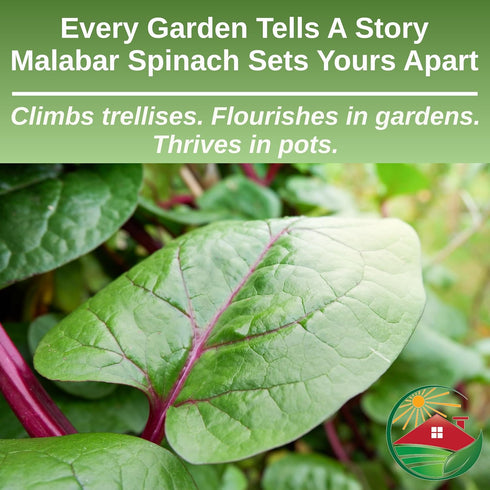 30 1 Packet TKE Farms & Gardens - Red Malabar Spinach Seeds for Planting, Heirloom Non-GMO Climbing Spinach, Nutritious