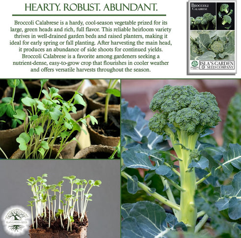 1000+ Calabrese Green Sprouting Broccoli Seeds Non-GMO & Heirloom Seeds, Brassica oleracea, Cool Season Crop, Large