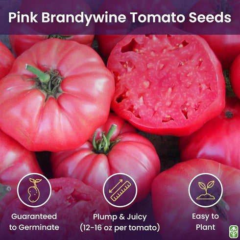 Pink Brandywine Tomato Seeds for Planting Heirloom, Large & Juicy One of the Most Delicious Tomatoes for Home Growing
