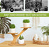 Stand,3 XXXFLOWER Wood Plant Stand for Indoor,Small Desktop Plant Tier Succulent Windowsill Shelf Holders for Balcony