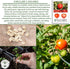 25+ Packet, 90% Early Girl Tomato Seeds for Planting, Seeds Per (Isla's Garden Seeds), Non GMO Seeds, Botanical Name: