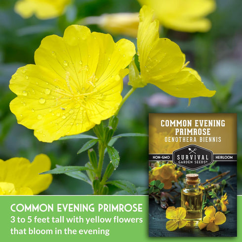 Common (1 Pack) Evening Primrose Seeds for Planting - Biennial Native Wildflower, Night-Blooming with Yellow Flowers