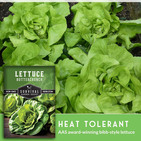 (1 Pack) Buttercrunch Lettuce Seeds for Planting - Crisp Bibb Butter Lettuce Seeds for Gardens, Heat Tolerant High