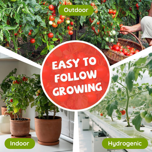 10 Packet Heirloom Tomato Seed Varieties - Non-GMO, Open Pollinated Seeds for Planting Home Garden - Beefsteak, Roma