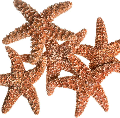 Nautical Crush Trading Real Starfish, 5 Large Brown Sugar Starfish (4-5in) for Crafts and Decorations