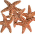 Nautical Crush Trading Real Starfish, 5 Large Brown Sugar Starfish (4-5in) for Crafts and Decorations