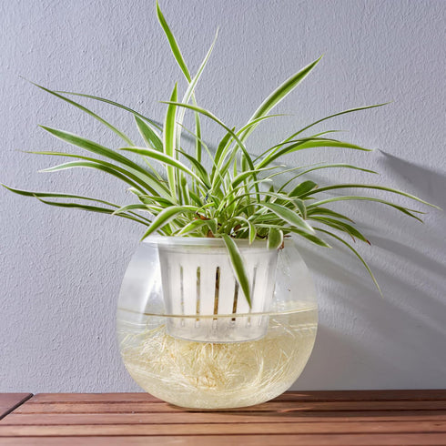 YARNOW Self Watering Round Glass Flower Pot, Wick Rope for House Plants, Hydroponics, and Semi-Hydroponics