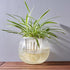 YARNOW Self Watering Round Glass Flower Pot, Wick Rope for House Plants, Hydroponics, and Semi-Hydroponics