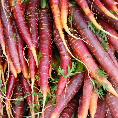 (1 Pack) Seed Needs Carrot Seeds for Planting Cosmic Purple Carrots - Non-GMO Heirloom & Untreated Vegetable Seed