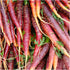(1 Pack) Seed Needs Carrot Seeds for Planting Cosmic Purple Carrots - Non-GMO Heirloom & Untreated Vegetable Seed