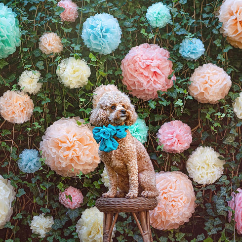 Pastel Tissue Paper Pom Poms, Hanging Paper Flowers for Rainbow Birthday Decorations, Baby Shower Decor, Easter Party