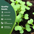 500 Packaging Heirloom Viroflay Spinach Seeds for Planting - Seeds - Heirloom, Non-GMO, USA Grown, Premium Waterproof