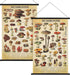 Geosar 2 Pcs Vintage Mushroom Flower Butterfly Tree Poster Fungus Rustic Wall
