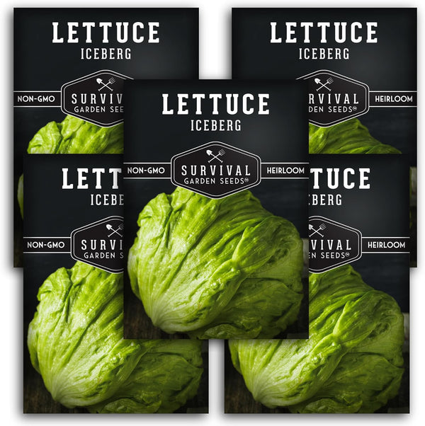 Iceberg Lettuce Seeds for Planting Crisp Head Lettuce Variety with Crunchy Texture
