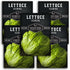 Iceberg Lettuce Seeds for Planting Crisp Head Lettuce Variety with Crunchy Texture
