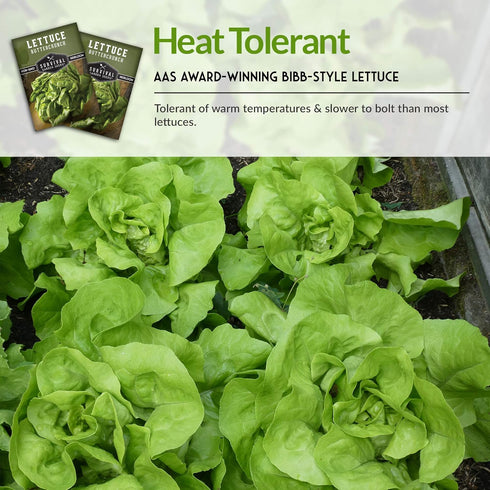 (1 Pack) Buttercrunch Lettuce Seeds for Planting - Crisp Bibb Butter Lettuce Seeds for Gardens, Heat Tolerant High