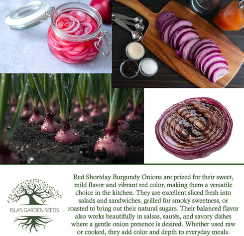 300+ Bulbs Red Shortday Burgundy Onion Seeds Heirloom Non-GMO Seeds by Islas Garden Seeds, Sweet Mild Burgundian