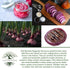300+ Bulbs Red Shortday Burgundy Onion Seeds Heirloom Non-GMO Seeds by Islas Garden Seeds, Sweet Mild Burgundian