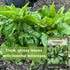 Packet (3) Sow Right Seeds - Bloomsdale Spinach Seeds for Planting - Non-GMO Heirloom with Instructions to Plant