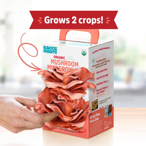 10 Back to The Roots Organic Pink Miniature Mushroom Grow Kit, Harvest Gourmet Mushrooms in Days