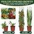 LOMNYIY 55.1 inches2 Pack) Garden Trellis, Tomato Cage Tall Plant Support Climbing Vines Flowers Stands Cucumber