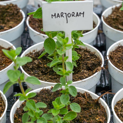 (1 Pack) Seed Needs Sweet Marjoram Seeds for Planting - Heirloom, Non-GMO & Untreated - Perennial Culinary & Medicinal