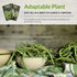 (3 Packs) Bush Bean Seeds for Planting - Provider Green Beans, Stringless Heirloom Garden Variety - High Yields, Great
