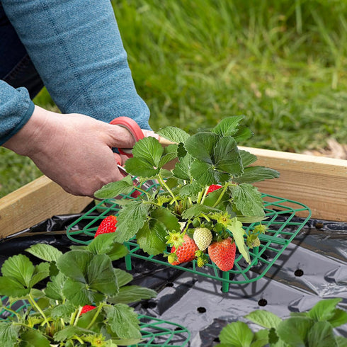 Iceyyyy 12 Packs 12PCS) Square Strawberry Supports-Strawberry Growing Racks- Plant Support Strawberry Stand Holder