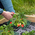 Iceyyyy 12 Packs 12PCS) Square Strawberry Supports-Strawberry Growing Racks- Plant Support Strawberry Stand Holder