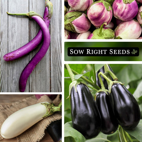 Packet Sow Right Seeds - Eggplant Seed Collection for Planting - Black Beauty, Casper, Rosa Bianca and Long Purple