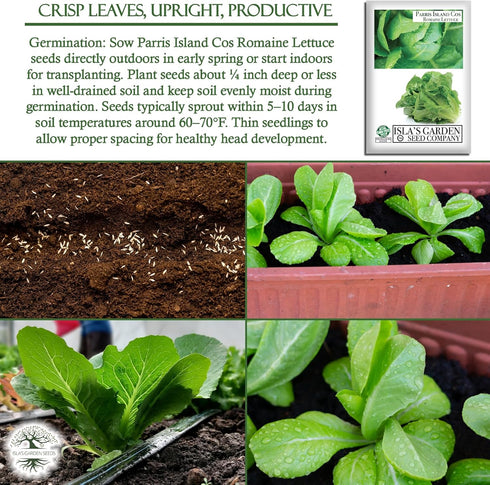 1000+ Parris Island Cos Romaine Lettuce Seeds (Lactuca sativa) Heirloom Non-GMO Seeds by Islas Garden Seeds, Crisp