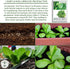1000+ Parris Island Cos Romaine Lettuce Seeds (Lactuca sativa) Heirloom Non-GMO Seeds by Islas Garden Seeds, Crisp