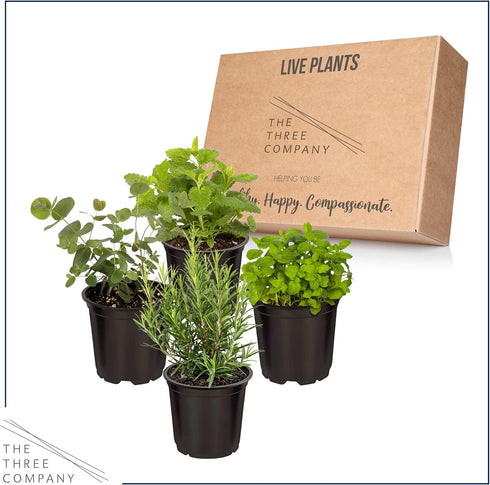(4 Pack) 6" 3" 1 Live Aromatic and Edible Herbs - Assorted Varieties Per - Lemon Verbena, Eucalyptus, Mint, Lavender