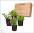 (4 Pack) 6" 3" 1 Live Aromatic and Edible Herbs - Assorted Varieties Per - Lemon Verbena, Eucalyptus, Mint, Lavender