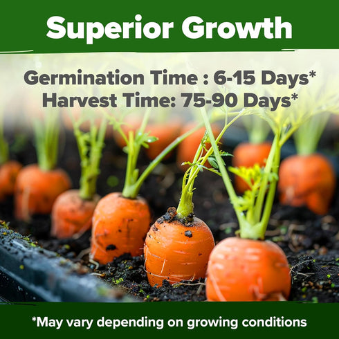 2 Pack 6000 HOME GROWN Tendersweet Carrots Seeds - Non-GMO Heirloom Carrot Seeds for Planting Outdoors - High- (Daucus