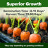 2 Pack 6000 HOME GROWN Tendersweet Carrots Seeds - Non-GMO Heirloom Carrot Seeds for Planting Outdoors - High- (Daucus